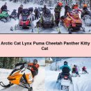 Arctic Cat Lynx Puma Cheetah Panther Kitty Cat